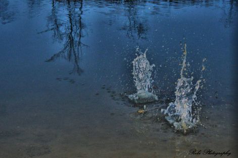 dsc_0006.jpg