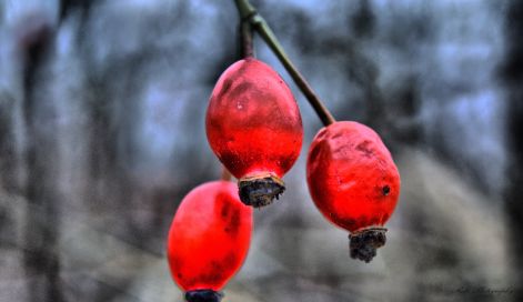 dsc_0039.jpg