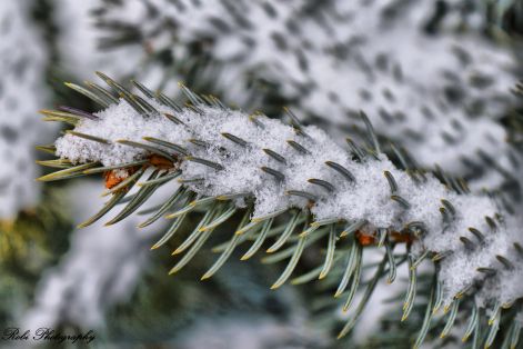 dsc_0066.jpg